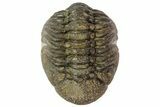 Morocops Trilobite Fossil - Partially Enrolled #67003-4